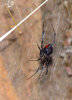 P1190226 - The White Cleft Widow.jpg