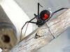 P1190284 - Mabel - Black Widow.jpg