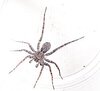 Thin-legged wolf spider in cup.jpg