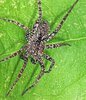 Thin-legged wolf spider on leaf 1.jpg