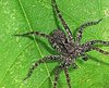 Thin-legged wolf spider on leaf 2.jpg