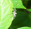 Thin-legged wolf spider on leaf outside.jpg