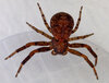 P1190438 - Spider.jpg