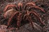 Theraphosa blondi