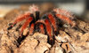 B. boehmi 01b.jpg B. boehmi 01b.jpg