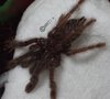 Cyriopagopus sp. Sumatran - 01.10.23.jpg