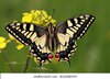 swallowtail-butterfly-papilio-machaon-260nw-1163286919.jpg