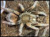 Pamphobeteus_manabi(f)6.25in_5-days_post_molt_1.jpeg