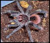 Pamphobeteus_affnisII_nigricolor(f)3.25in_JV1.jpeg