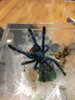 Caribena versicolor.jpeg