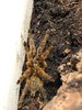 0.1 Pterinochilus murinus BCF Tete, Mozambique.JPG