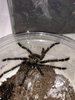 MM Pterinochilus murinus DCF Botswana Zimbabwe specimen 1.jpeg