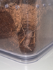 20230225 - Brachypelma auratum 2.PNG