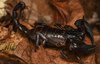 Scorpion.jpg Scorpion.jpg