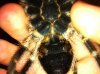 G.pulchripes.jpg