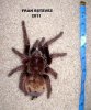 Theraphosa Apophysis 9 3 2.jpg