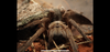56625B68-4F80-44E9-92D7-680804BBF7B2.png 56625B68-4F80-44E9-92D7-680804BBF7B2.png