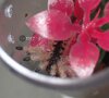 Avicularia minatrix-1 04.05.23.jpg
