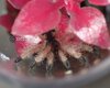 Avicularia minatrix-2 04.05.23.jpg