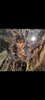 Screenshot_20230407-165322_Gallery.jpg