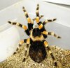 B.smithi adult 2 small.jpg.JPG