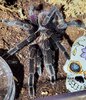 Pamphobeteus sp. nigricolor - 04.30.23 (after).jpg