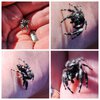 Phidippus audax - Orien Collage - 04.30.23.jpg