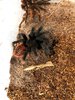 t sabolosus fresh molt.jpg