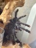 avicularia.jpg