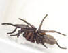 Mygalomorph Side View low res.jpg