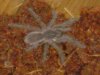 Haplopelma lividum (Colbalt Blue)  Tarantula (5).jpg