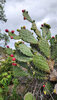 cactus 1.jpg