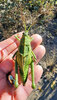 giant grasshopper.jpg