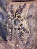 P. subfusca 'Lowland' 001a.jpg