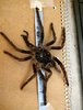 8 inch molt.jpg