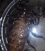 scorpion 3.jpg scorpion 3.jpg