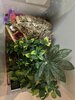 Coconut's Enclosure (Top View).jpg