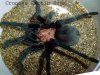 aphpnopelma sp..jpg