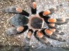 b.smithi03.jpg