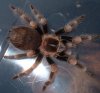 smithi.jpg