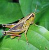 m_Grasshopper cropped 5.jpg