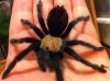 Brachypelma albiceps-Fargo resized.jpg