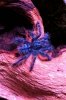 Avicularia versicolor resized (use).jpg