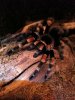 B smithi Rosie 10-19-09.jpg