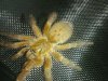 p. murinus 5.jpg