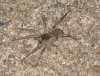 MacArthur Park 8 spider2.jpg