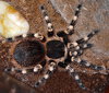 Cochise_molt022314A.JPG