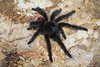 Grammostola iheringi