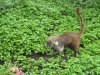 Coati 3.jpg