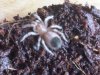 B Smithi sling.jpg